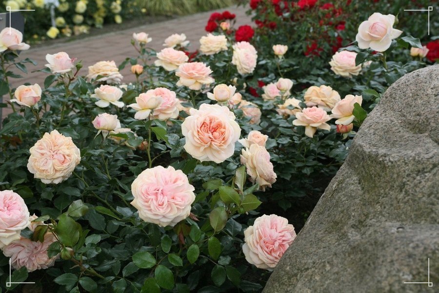 Garden of Roses róża rabatowa